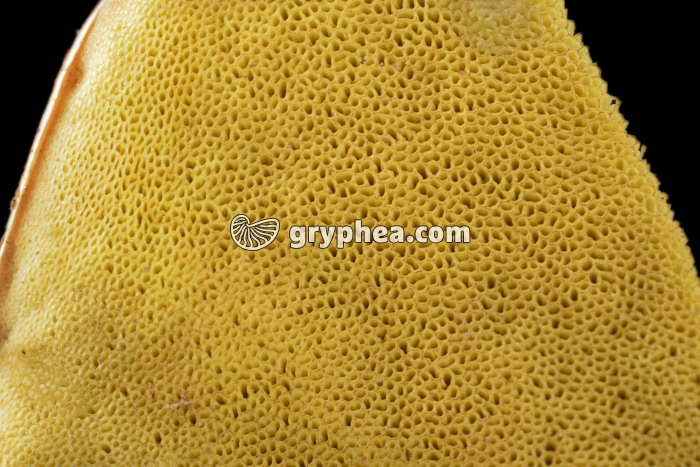 Sporophore de Bolet - vue inférieure montrant les tubes sporifères (Boletus edulis) - gryphea.com